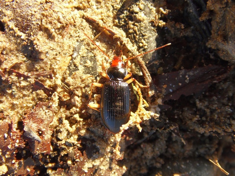 Aiuto ID : Nebria picicornis